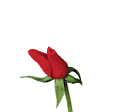 flowers 14
