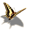 butterfly 4